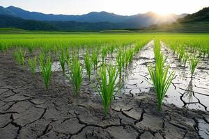 Rice field with sun shining through cracks in the ground photo