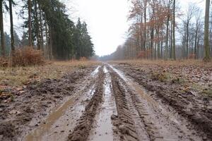 A muddy path through a forest with tire tracks and bare trees. photo