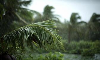 A close-up of a palm leaf during heavy rain in a lush environment. photo