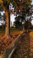 Fallen tree trunk lying on path covered with autumn leaves in Stromovka Park. Vertical mobile photo