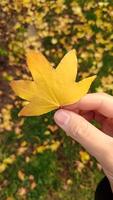 Woman holding yellow maple leaf over leaves. Vertical mobile photo