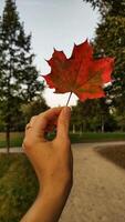 Woman holding red maple leaf during autumn in Stromovka Park. Vertical mobile photo