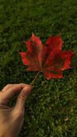 Woman holding red maple leaf during autumn in Stromovka Park. Vertical mobile photo