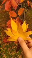 Woman holding yellow maple leaf over leaves. Vertical mobile photo