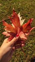 Woman holding red maple leaf during autumn in Stromovka Park. Vertical mobile photo