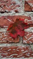 Red maple leaf hanging on a brick wall. Vertical mobile photo
