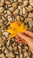 Woman holding yellow maple leaf over rocks. Vertical mobile photo