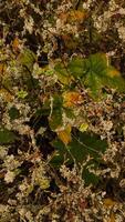 Lichen growing on branches creating an abstract natural pattern. Vertical mobile photo