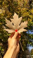 Woman holding white maple leaf during autumn in Stromovka Park. Vertical mobile photo
