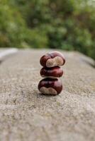 Three chestnuts balancing on top of each other on a stone in Vysehrad Prague photo