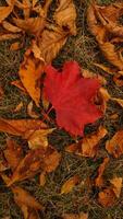 Red maple leaf on the ground during autumn in Stromovka Park photo