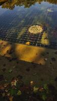 Autumn leaves floating on water reflecting trees and benches in Dresden. Vertical mobile photo