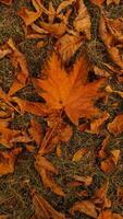 Red maple leaf during autumn in Stromovka Park. Vertical mobile photo