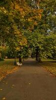 Empty bench standing on path covered with fallen leaves in autumn in Royal Garden Prague. Vertical mobile photo