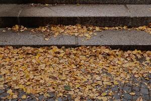 Fallen leaves gathering on sidewalk by concrete steps in Vysehrad Prague photo