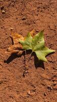 Two maple leaves during autumn in Stromovka Park. Vertical mobile photo
