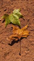 Two maple leaves during autumn in Stromovka Park. Vertical mobile photo
