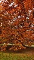 Big maple tree showing off its beautiful autumn colors. Vertical mobile photo