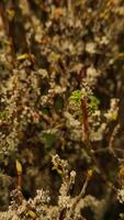 Lichen growing on branches creating an abstract natural pattern. Vertical mobile photo