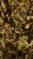Lichen growing on branches creating an abstract natural pattern. Vertical mobile photo
