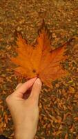 Woman holding red maple leaf during autumn in Stromovka Park. Vertical mobile photo