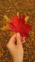 Woman holding red maple leaf during autumn in Stromovka Park. Vertical mobile photo