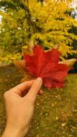 Woman holding red maple leaf during autumn in Stromovka Park. Vertical mobile photo