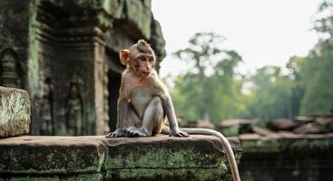 Curious monkey in ancient temple setting captures the essence of nature and history photo