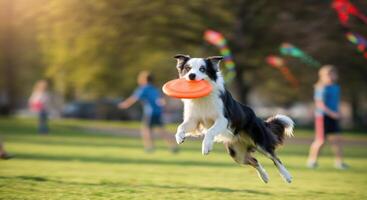 Energetic dog playing with frisbee in sunny park setting photo