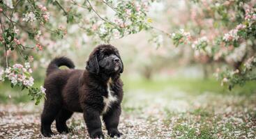 Fluffy newfoundland puppy in blooming orchard springtime scene photo