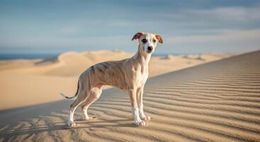 Graceful whippet solo in serene desert dunes under clear sky photo