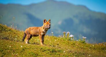 Wild dhole in lush mountain landscape surrounded by blooms photo