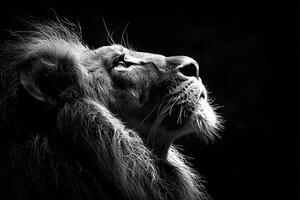 Majestic Lion in Dramatic Lighting - Strength and Grace in Wildlife Photography photo