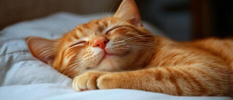 An orange tabby cat enjoys a tranquil nap, nestled comfortably on a soft blanket in a serene indoor environment photo