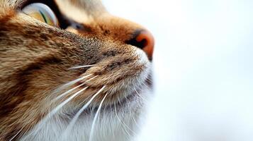 A beautiful cat gazes thoughtfully with vibrant eyes and prominent whiskers highlighted by soft lighting photo