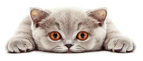 A gray kitten lies down with a curious gaze, displaying its bright orange eyes and soft fur while resting comfortably photo