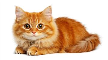 An adorable orange cat lies on a white surface, displaying its large eyes and fluffy coat in a peaceful setting photo