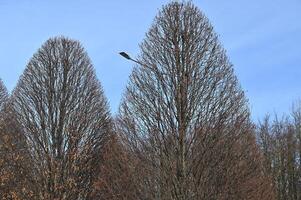 a street light is sitting on top of a tree photo