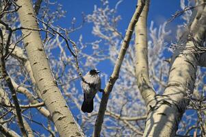 a bird is perched on a tree branch photo