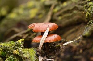 two red mushrooms are sitting on top of a tree photo