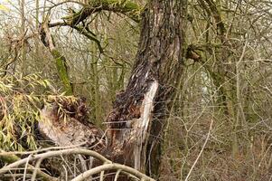 a fallen tree in the woods photo