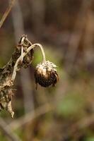 a dead flower with a dead plant in the background photo
