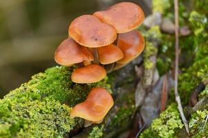 orange mushrooms on a moss covered branch photo