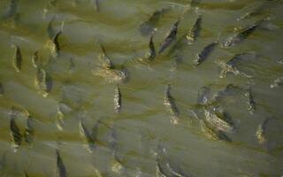 a group of fish swimming in a pond photo