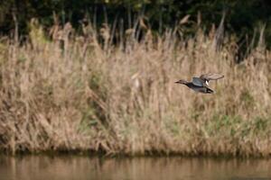 View of a Common Shoveler in flight, Spatula clypeata photo