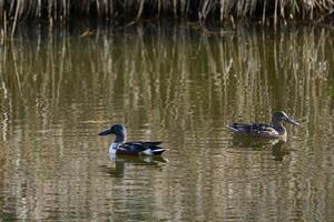 View of a Shoveler duck on the water, Spatula clypeata photo