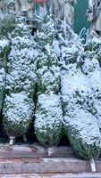 Christmas trees for sale. Stacked in high bundles in warehouse parking detail photo
