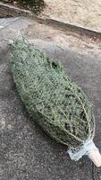 Christmas trees for sale. Stacked in high bundles in warehouse parking detail. photo