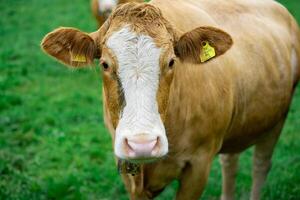 Grazing cows on an alpine meadow among the mountains photo