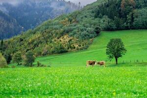 Grazing cows on an alpine meadow among the mountains photo